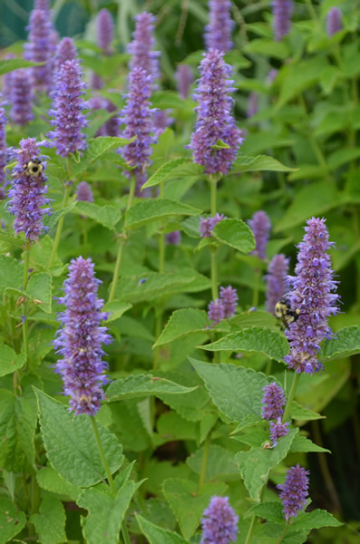 Giant blue hyssop